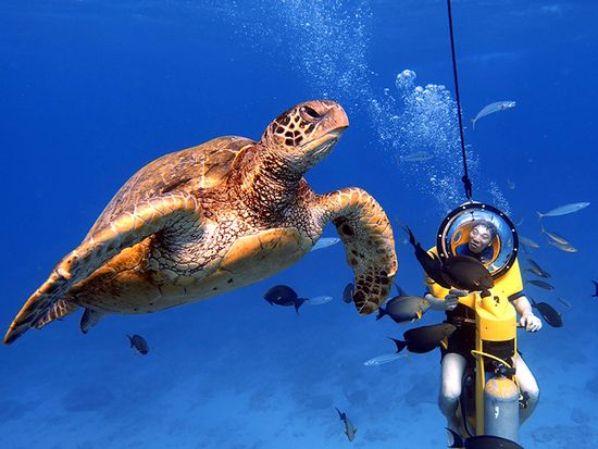 Turtle snorkeling